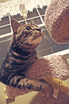 69/365 - A Cat and his Banana - image gratuit #320527